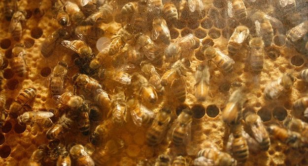 bees by bcjordan via Flickr