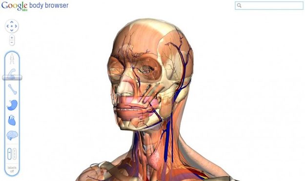 Google Labs Body Browser