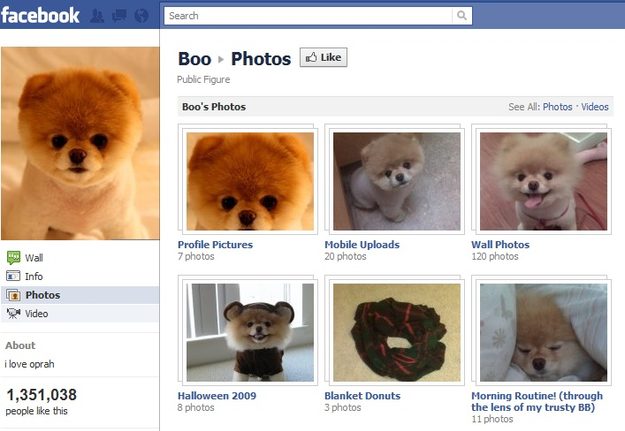 facebook-boo-dog-profile-page