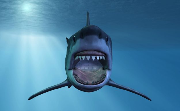 shark-grooveshark-shutterstock