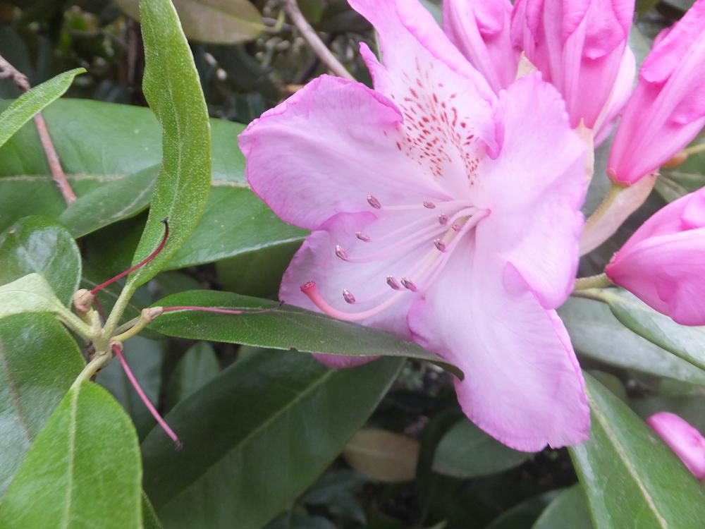 Fujifilm FinePix Macro Flower