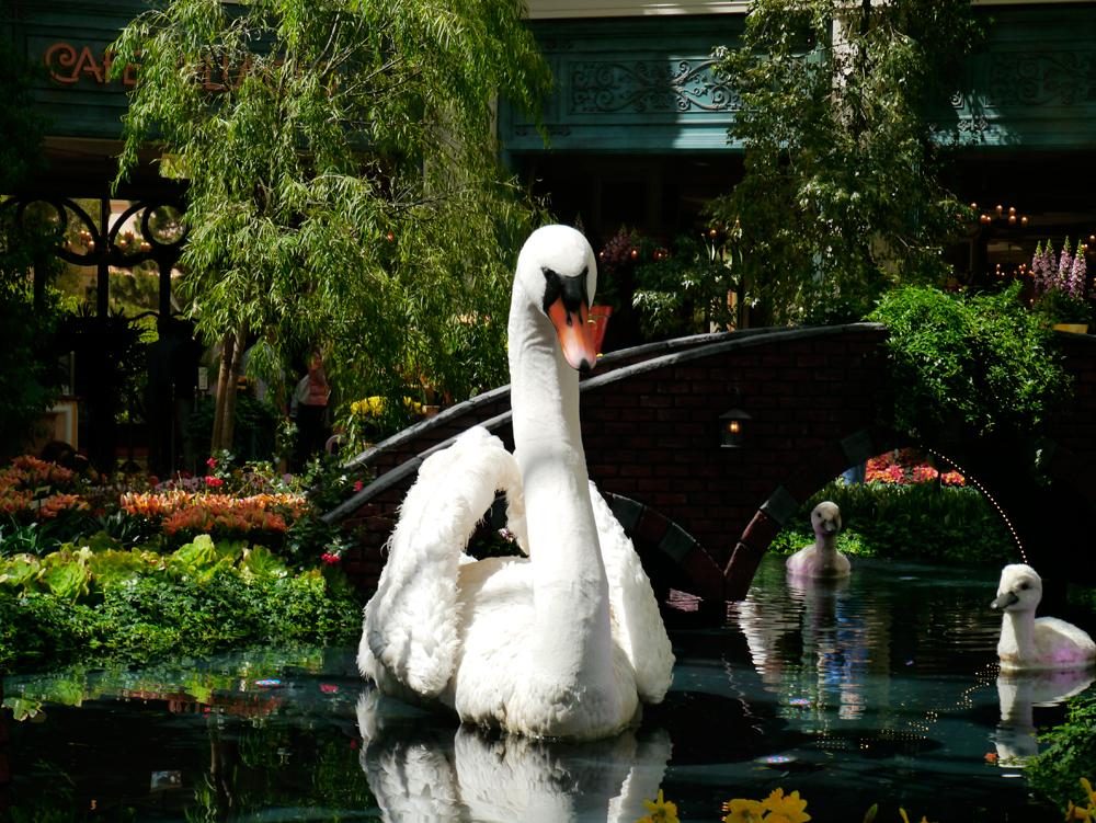 Panasonic Lumix DMC GX1 swan outside shot
