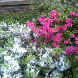 Samsung Galaxy Rugby Pro Review sample flowers