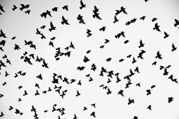 threadless photo contest winning photo