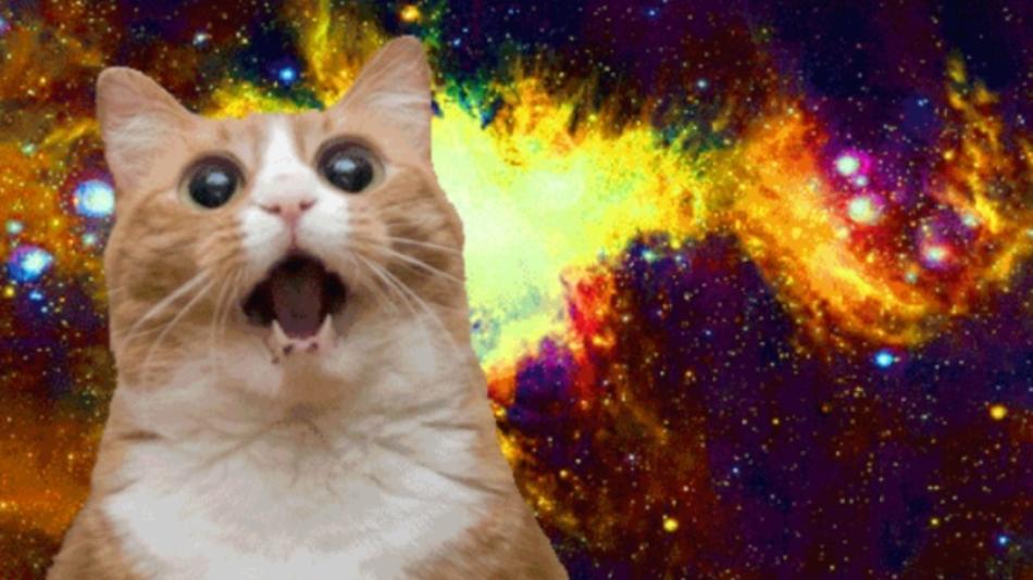 [Image: 15-best-cat-memes-ever-meow-3283dd863e.jpg]