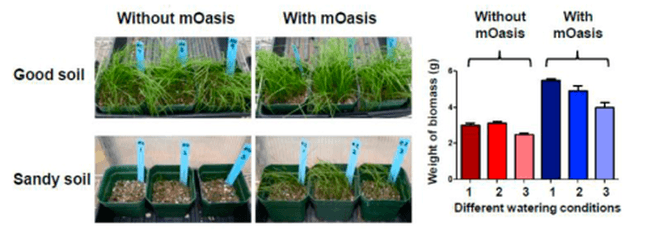 mOasis