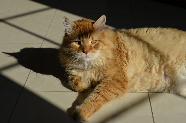 Nikon D5100
