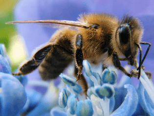 honey-bee-cell-phone