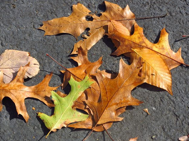 canon-powershot-elph-510-hs-review-leaves-sample-picture