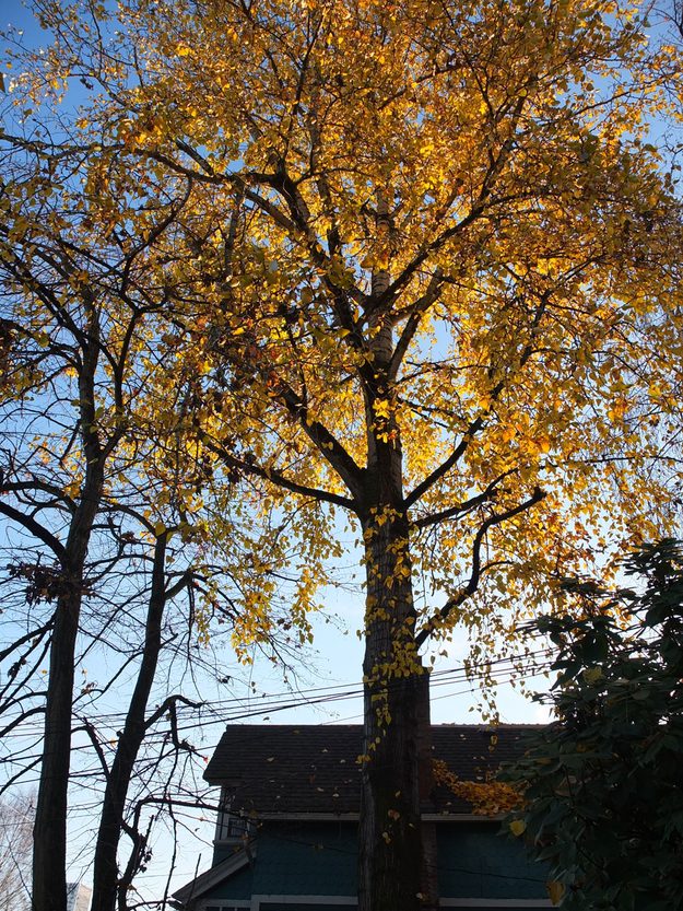 fujifilm-x10-sample-picture-tree