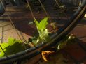 samsung wb850f sample outside macro digital camera wifi