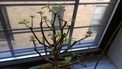 htc-one-s-review-sample-photo-inside-plant