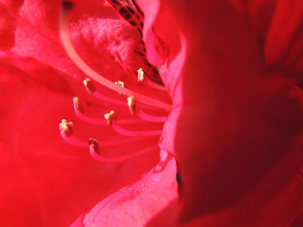 The Nikon Coolpix P510 takes fantastic macro shots.