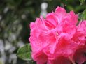 The Nikon Coolpix P510 takes steady photos, even when zoomed in to 100 percent.