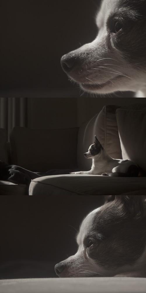 camera hack for dog pic