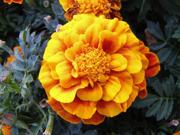 ge power pro series g100 review digital camera sample outside macro flower digital point and shoot compact