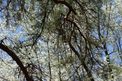 sony-alpha-nex-7-review-sample-photo-trees