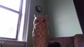 HTC One X Owl