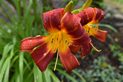 Nikon D3200 review sample outside flower macro closeup zoom red and yellow