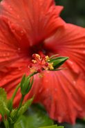 Nikon D3200 review sample zoom closeup macro flower red