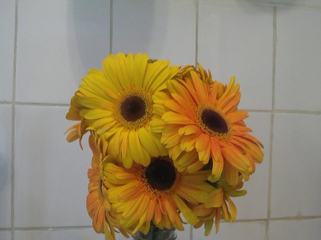 LG Optimus 3D Max sample camera shot indoor flowers