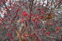 Sony-Cyber-shot-TX200V-review-sample-berries