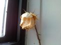lg optimus 4x hd sample photo dead flower
