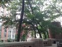 toshiba excite 7 7 review camera test outside trees android 4.0 ice cream tablet