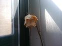 Asus Transformer Infinity Pad review camera sample inside flower google android tablet rear camera