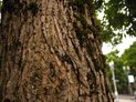 Nikon Coolpix 7100 review digital camera macro sample outside natural light