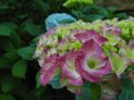 Nikon Coolpix 7100 review digital camera macro sample low light