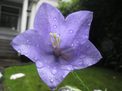 canon powershot d20 review macro flower sample shot