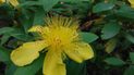 Fujifilm FinePix XP 150 review sample flower closeup underwater rugged camera