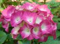 Fujifilm FinePix XP 150 review sample macro flowers underwater rugged camera