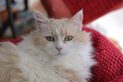 Nikon D800 DSLR Review sample cat indoor medium pro digital camera