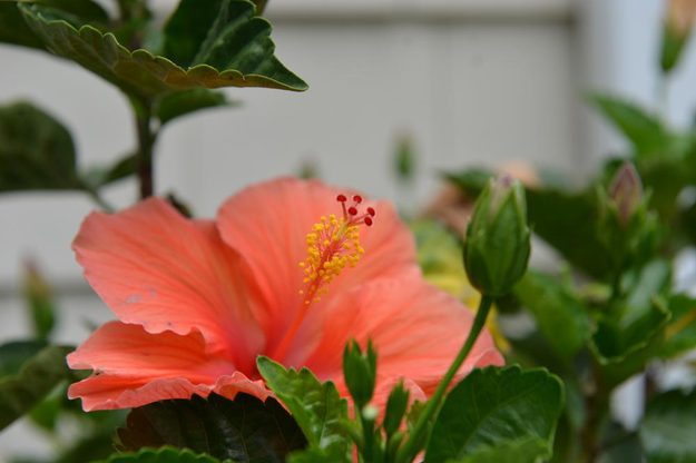 Nikon D800 DSLR Review sample macro flower stem pro digital camera