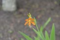 Nikon D800 DSLR Review sample macro flower pro camera photography flower outside