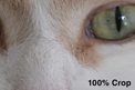 nikon d800 review cat eye 100% crop