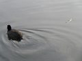 Samsung Galaxy Camera review sample duck android camera