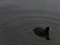 Samsung Galaxy Camera review sample duckie android camera