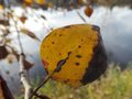 Samsung Galaxy Camera review sample leaf android camera