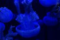 Sony Alpha SLT A77 review sample indoor jellyfish dslr