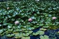 Sony Alpha SLT A77 review sample outdoor lillies dslr