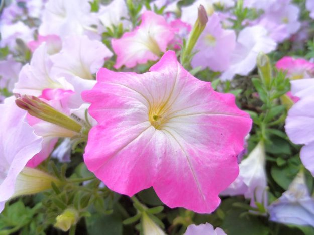 samsung wb150 review sample macro outside point and shoot wifi