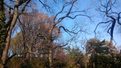 Droid RAZR MAXX HD review camera sample trees android smartphone