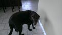 HTC Windows Phone 8X review camera dog windows phone 8