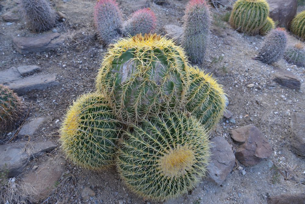 Nikon D600 review sample cacti dslr
