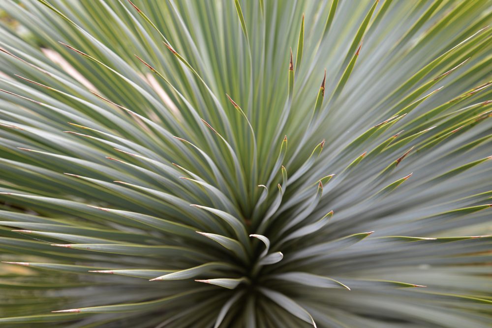 Nikon D600 review sample macro plant dslr