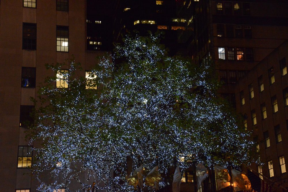 Nikon D600 review sample tree lights dslr