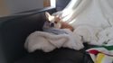 Nokia lumia 920 review camera sample dog